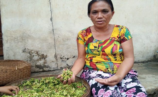 harga-terus-merosot-petani-minta-pemerintah-kendalikan-harga-cengkeh