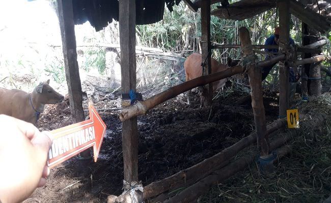 pencurian-sapi-di-klungkung-kembali-merebak-peternak-mulai-was-was