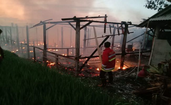 peternakan-warga-terbakar-ribuan-ekor-ayam-mati-terpanggang