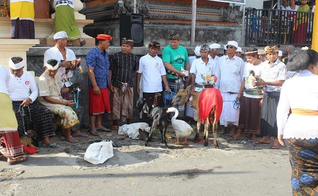 arak-berbagai-jenis-hewan-nyepi-adat-pertama-yang-digelar-warga