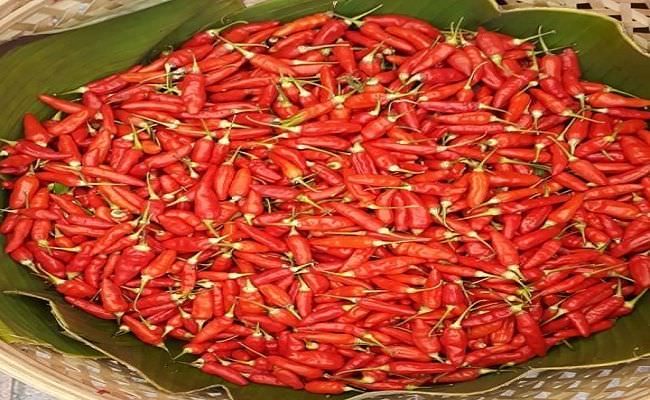 bangga-cabe-bontok-diusulkan-jadi-tanaman-buah-khas-asli-klungkung