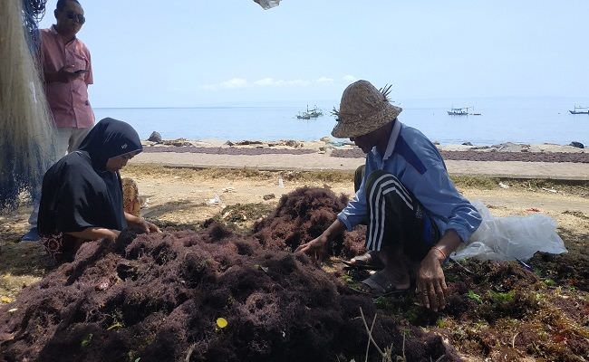 panen-rumput-laut-di-jembrana-melimpah-petani-kesulitan-pembeli