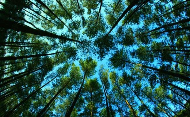 pejabat-kehutanan-diduga-jadi-beking-investor-perabas-hutan-di-nusa