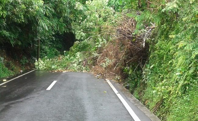 diguyur-hujan-lebat-pohon-tumbang-hingga-longsor-terjadi-di-badung