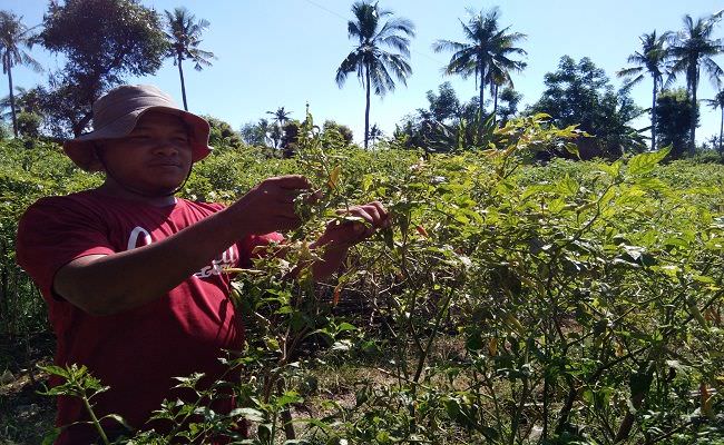 harga-cabai-naik-setara-daging-petani-buleleng-pilih-panen-lebih-awal