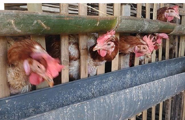 lalat-berkeliaran-warga-munduktemu-keluhkan-kotoran-peternakan-ayam