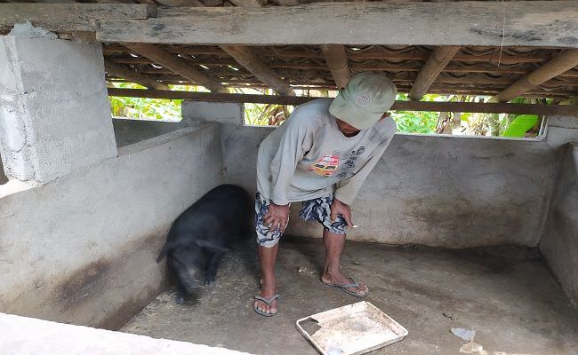 penyakit-mematikan-serang-ternak-babi-ini-temuan-distan-buleleng