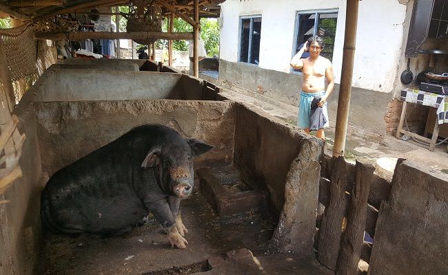 ratusan-babi-mati-mendadak-peternak-bali-rumahan-di-bali-utara-resah