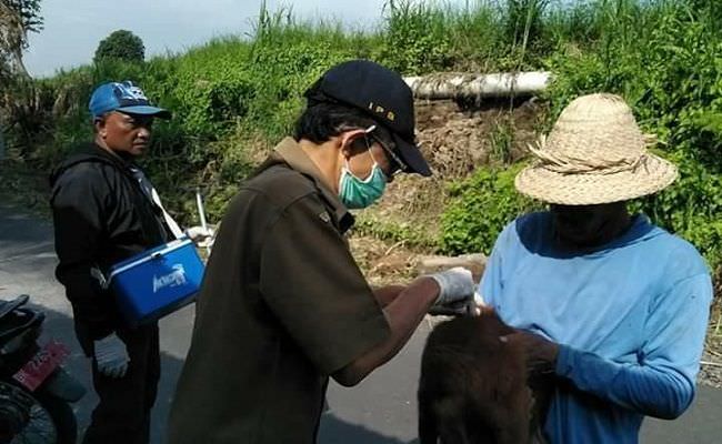 12-warga-gianyar-diterkam-anjing-rabies-12-ekor-anjing-dieliminasi