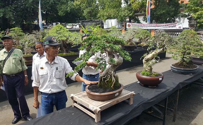 penggemar-bonsai-unjuk-gigi-koleksi-tertua-bisa-dihargai-rp-400-juta