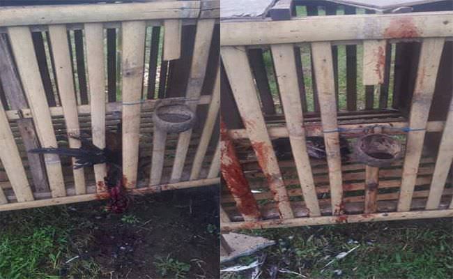 warga-mengesta-penebel-resah-banyak-ayam-aduan-mati-misterius