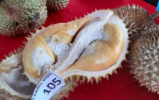 durian-super-tembaga