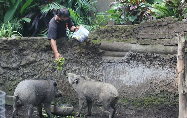 kebun-binatang-tutup-saat-pandemi-covid-19-satwa-dirawat-penuh-ekstra