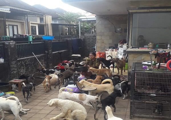 pengasuh-52-ekor-anjing-terlantar-diminta-pindah-ini-kata-perbekel