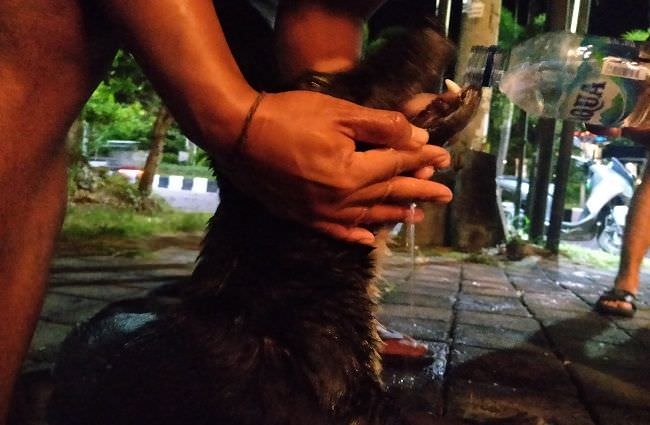 anjing-bali-di-jimbaran-diracun-warga-wn-ukraina-berjibaku-menolong