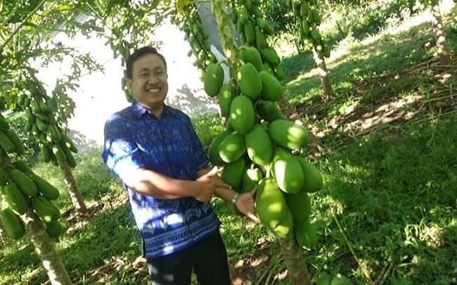 panen-raya-stok-melimpah-harga-pepaya-california-turun-drastis