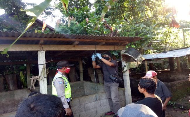sesak-nafas-dan-batuk-wanita-di-bangli-gantung-diri-di-kandang-babi