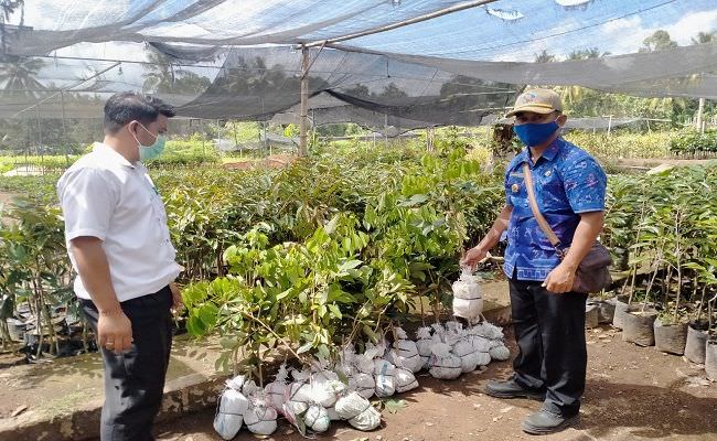 bibit-tanaman-laku-keras-ubah-lahan-pertanian-jadi-lokasi-pembibitan