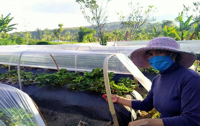 asyiknya-petik-strawberry-dari-kebun-petani-di-bedugul-bali