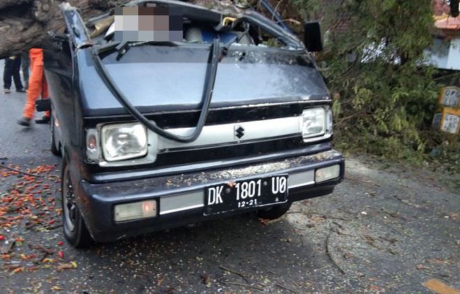 duh-gusti-hantam-pohon-asam-yang-tumbang-warga-pemuteran-tewas