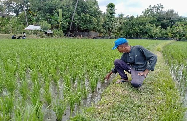 hkti-kembangkan-benih-padi-m70d-di-buleleng-bali-usia-panen-70-hari