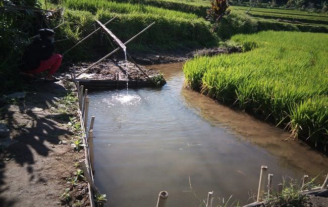 jadi-alternatif-tumpang-sari-petani-munduk-kembangkan-mina-padi