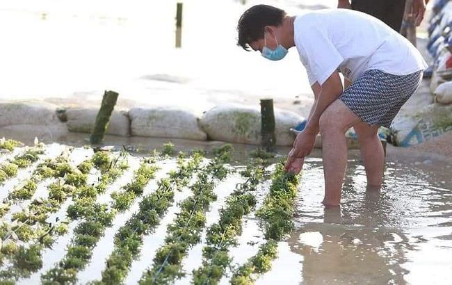 pariwisata-drop-petani-nusa-penida-geluti-budidaya-rumput-laut