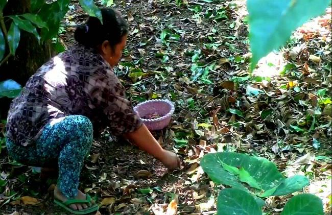 pilih-tempuh-jalur-hukum-hasil-cengkeh-untuk-biaya-pendidikan-anak