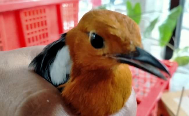 penyelundupan-ribuan-burung-dari-bali-digagalkan-sebagian-mati