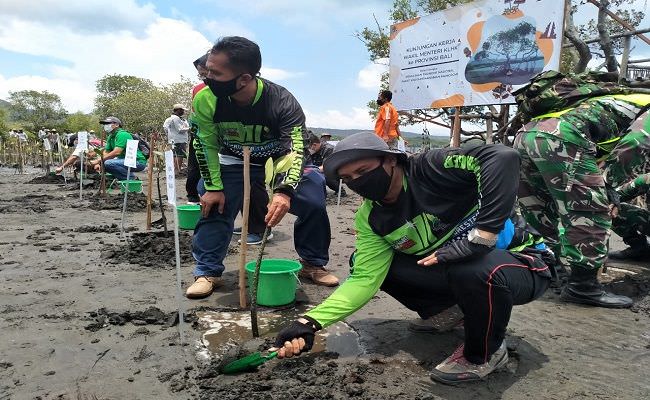 tanam-mangrove-100-ha-di-tnbb-pusat-gelontor-bali-rp-260-miliar