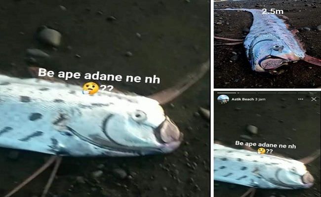 oarfish-terdampar-di-tianyar-bali-warga-yakini-jadi-pertanda-bencana