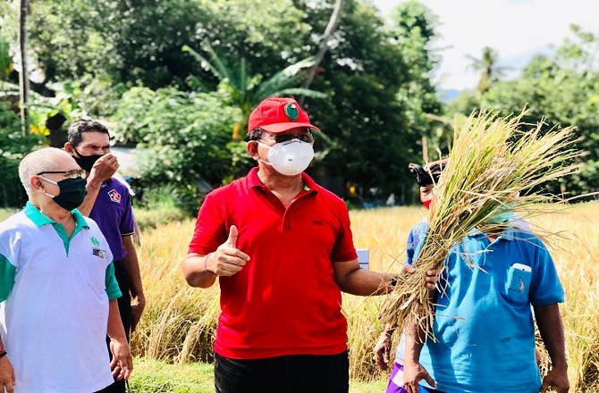 tahan-lahan-kering-petani-buleleng-semringah-panen-padi-varietas-m70d
