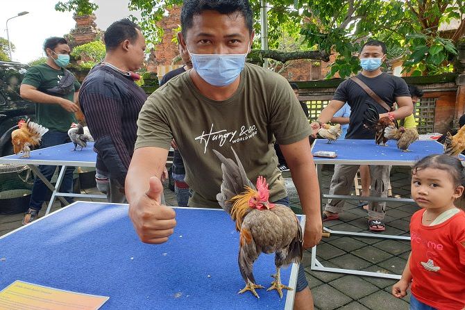 adu-sombong-ala-ayam-serama-di-pasar-satria-denpasar