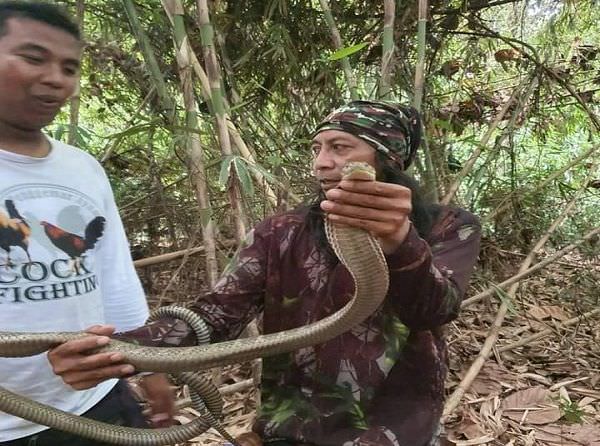 cukup-usir-dengan-pengharum-ruangan-minta-warga-tidak-bunuh-ular