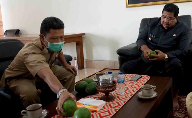 madenan-punya-seribuan-pohon-alpukat-didorong-jadi-produk-unggulan