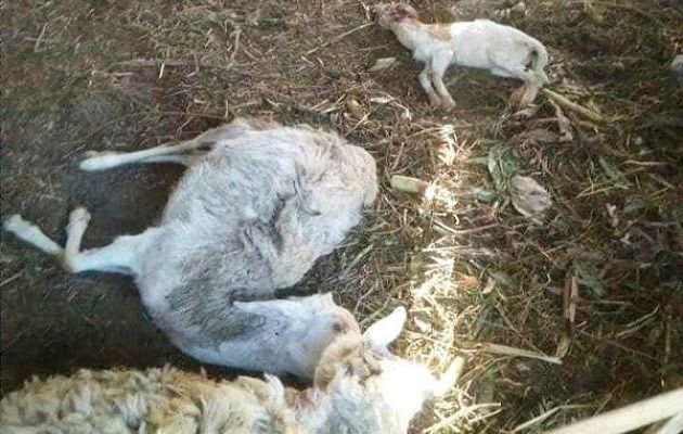 mistis-belasan-kambing-di-desa-umejero-busungbiu-dimangsa-hewan-liar