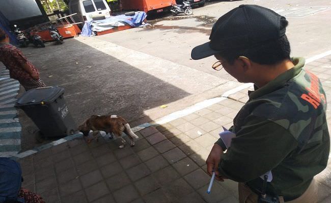 27-desa-di-karangasem-masuk-zona-merah-rabies