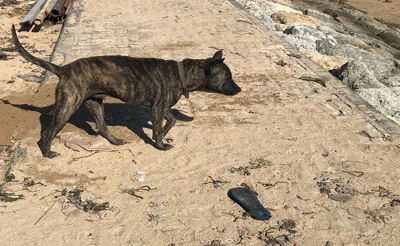 anjing-yang-menerkam-enam-warga-gianyar-dibunuh-dan-dibuang-ke-sungai
