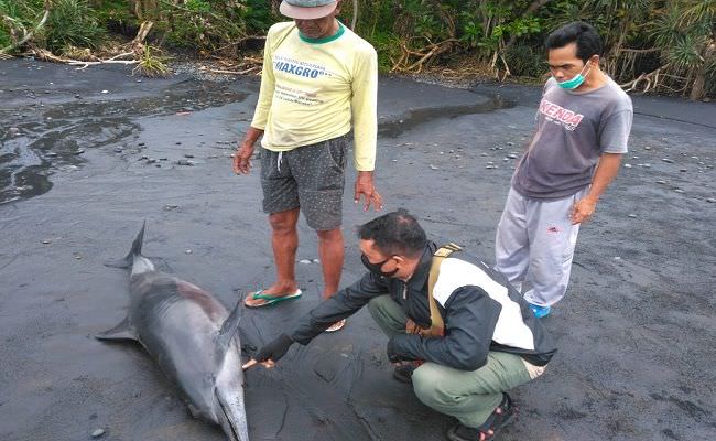 bangkai-lumba-lumba-ditemukan-terdampar-di-pesisir-pantai-rambut-siwi