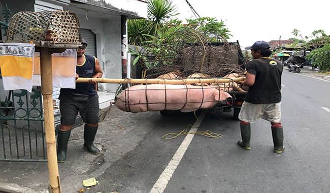 bibit-babi-mahal-harga-daging-babi-di-karangasem-tembus-rp-100-ribu