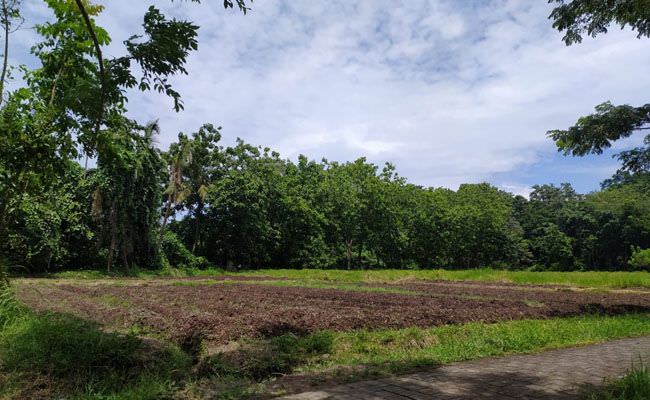 cerdas-kesulitan-pakan-desa-tanam-ketela-untuk-kera-di-monkey-forest