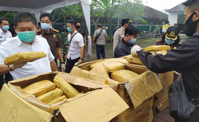 ganja-hampir-satu-kwintal-di-jembrana-dimusnahkan
