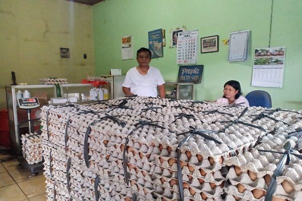 harga-telur-anjlok-peternak-ayam-petelur-karangasem-rugi-dua-kali