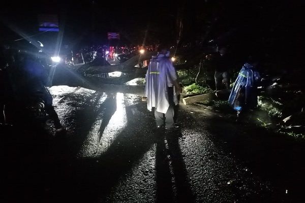 pohon-tumbang-di-jalur-setan-denpasar-gilimanuk-lumpuh-berjam-jam