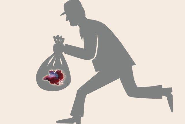 curi-ikan-cupang-milik-juragan-warga-sidoarjo-jatim-terancam-5-tahun