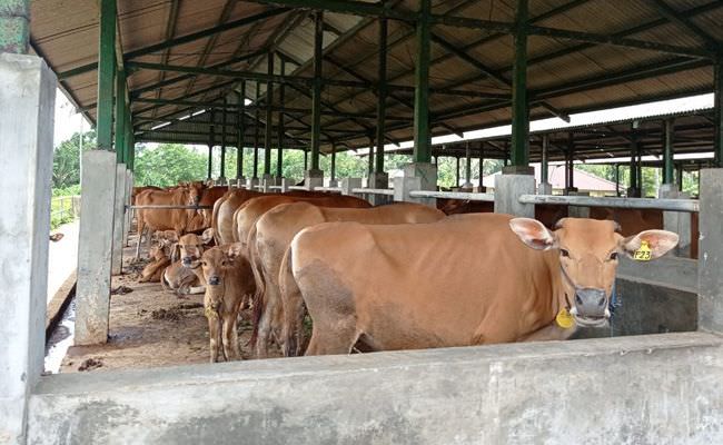 sentra-sobangan-hasilkan-ratusan-sapi-diberikan-gratis-ke-peternak