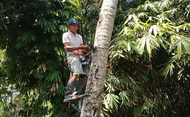 buat-alat-panjat-kelapa-karena-warga-kesulitan-cari-tukang-panjat