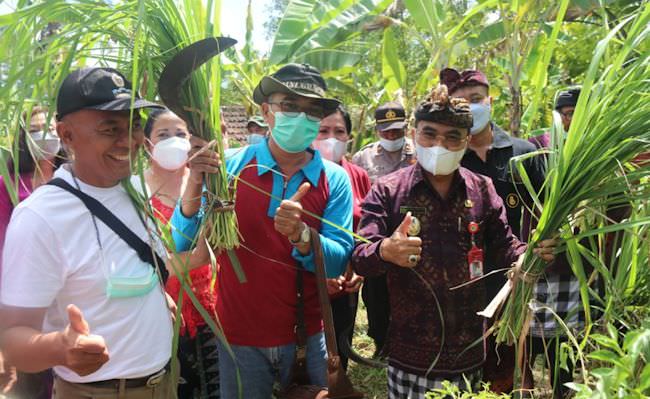 budi-daya-serai-warga-berembeng-tabanan-todong-penyulingan-ke-wabup