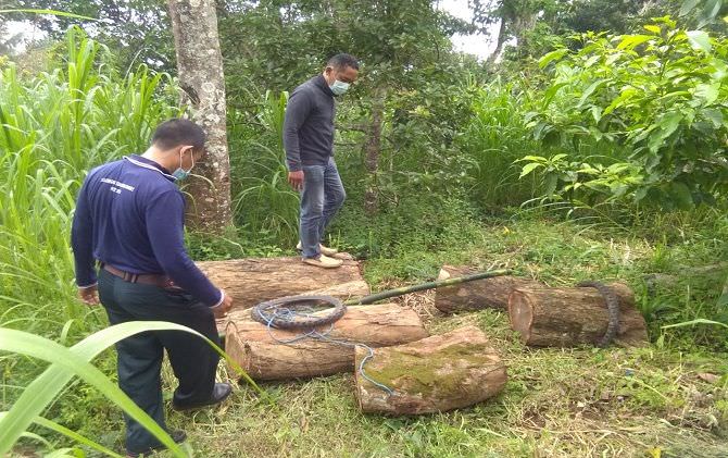 curi-kayu-hutan-untuk-bikin-bale-bengong-warga-madenan-diciduk-polisi