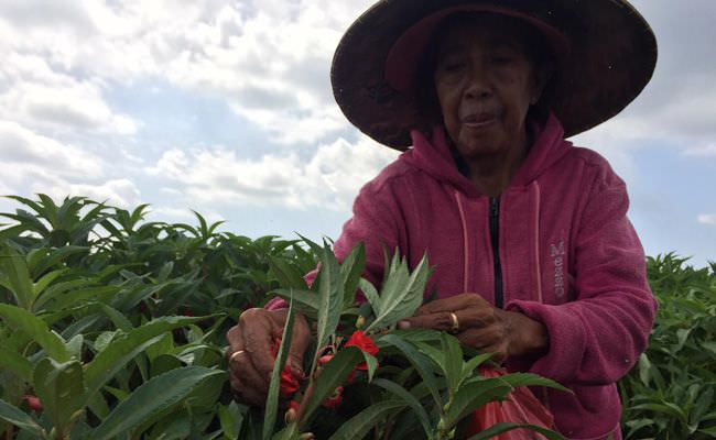 harga-bunga-pacar-air-melonjak-petani-di-badung-pun-semringah